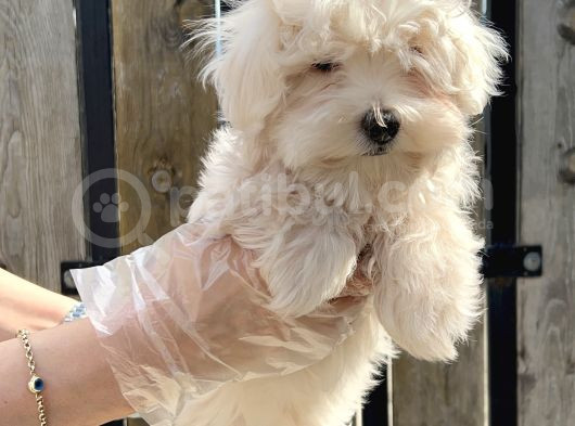 Maltese Terri̇er Yavru görsel