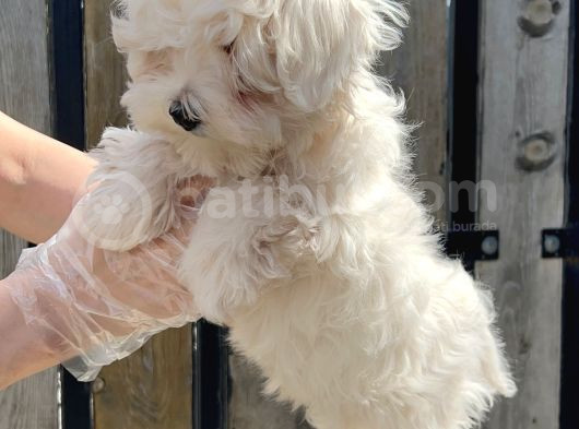Maltese Terri̇er Yavru görsel