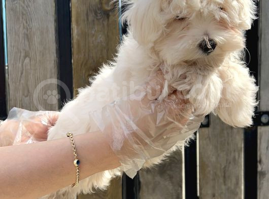 Maltese Terri̇er Yavru görsel
