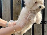 Maltese Terri̇er Yavru