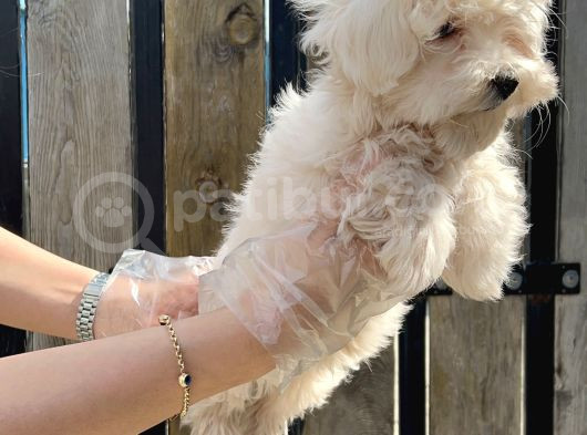 Maltese Terri̇er Yavru görsel