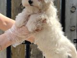 Maltese Terri̇er Yavru