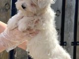 Maltese Terri̇er Yavru