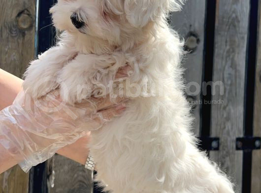 Maltese Terri̇er Yavru görsel