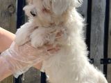 Maltese Terri̇er Yavru