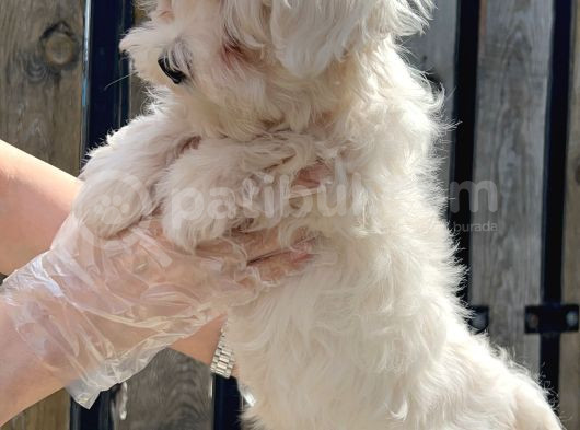 Maltese Terri̇er Yavru görsel