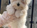 Maltese Terri̇er Yavru
