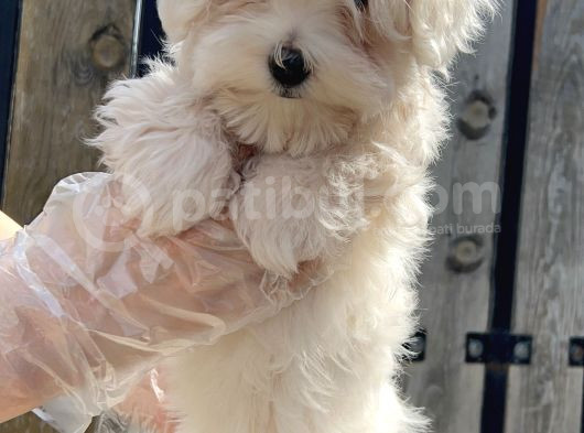 Maltese Terri̇er Yavru görsel