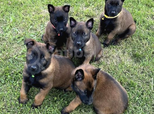 Erkek-Dişi Maskeli Belçika Malinois Yavrular