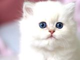 Benzeri Olmayan Ns1133 British Longhair