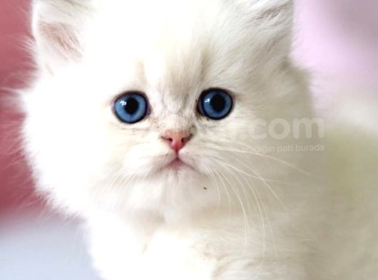 Benzeri Olmayan Ns1133 British Longhair