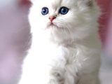 Benzeri Olmayan Ns1133 British Longhair