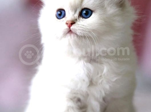 Benzeri Olmayan Ns1133 British Longhair görsel