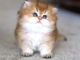 Tontiş Golden Ny12 British Longhair