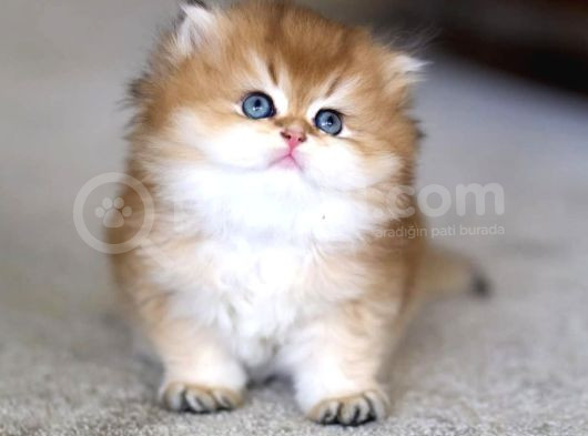 Tontiş Golden Ny12 British Longhair görsel