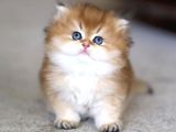 Tontiş Golden NY12 British Longhair