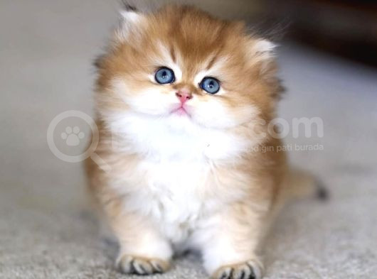 Tontiş Golden Ny12 British Longhair