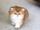 Tontiş Golden Ny12 British Longhair