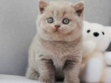 En Özel Lilac British Shorthair