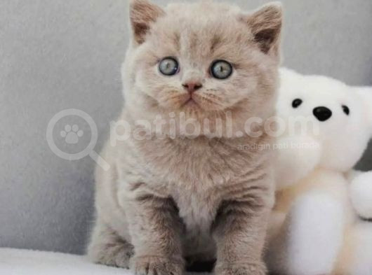En Özel Lilac British Shorthair görsel