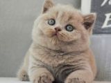 en Özel lilac British Shorthair