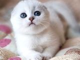 Saf Kan En Kaliteli Scottish Fold Shorthair