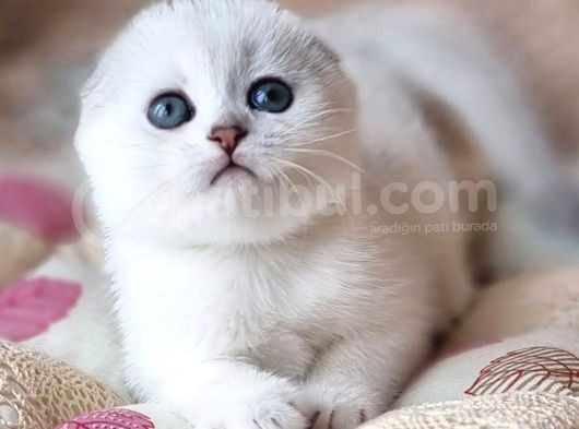 Saf Kan En Kaliteli Scottish Fold Shorthair görsel