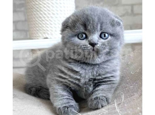 Gri Minnoş Yavrumuz Scottish Fold Shorthair görsel