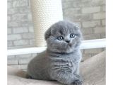 Gri Minnoş Yavrumuz Scottish Fold Shorthair