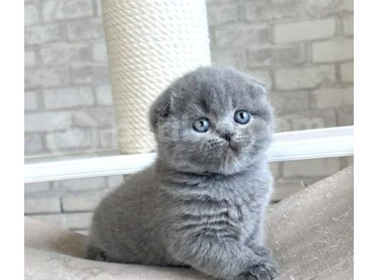 Gri Minnoş Yavrumuz Scottish Fold Shorthair görsel