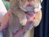 Si̇teni̇n En Güzel İngi̇li̇z Buldog Bebekleri̇