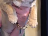 Si̇teni̇n En Güzel İngi̇li̇z Buldog Bebekleri̇