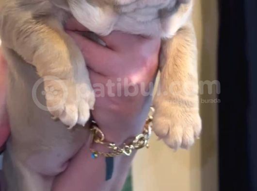 Si̇teni̇n En Güzel İngi̇li̇z Buldog Bebekleri̇ görsel