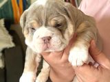 SİTENİN EN GÜZEL İNGİLİZ BULDOG BEBEKLERİ