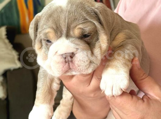 Si̇teni̇n En Güzel İngi̇li̇z Buldog Bebekleri̇