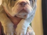 Si̇teni̇n En Güzel İngi̇li̇z Buldog Bebekleri̇