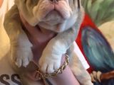 Si̇teni̇n En Güzel İngi̇li̇z Buldog Bebekleri̇