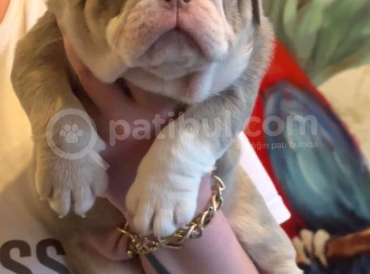 Si̇teni̇n En Güzel İngi̇li̇z Buldog Bebekleri̇ görsel
