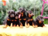 Ki̇ng Doberman Yavru
