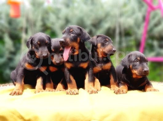 Ki̇ng Doberman Yavru görsel