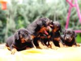 Ki̇ng Doberman Yavru