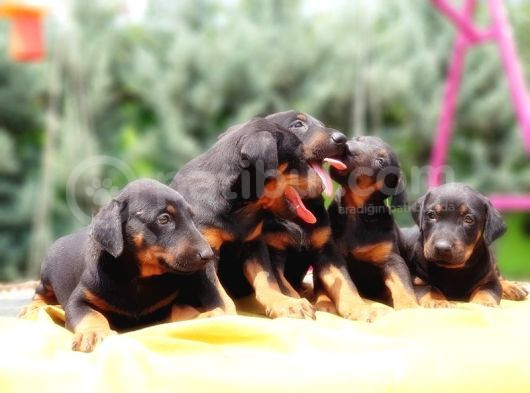 Ki̇ng Doberman Yavru görsel