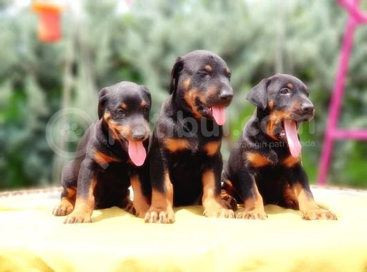 Ki̇ng Doberman Yavru