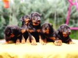 Ki̇ng Doberman Yavru