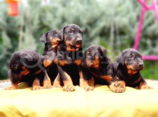 Ki̇ng Doberman Yavru görsel