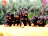 Ki̇ng Doberman Yavru