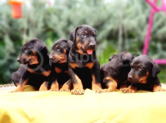 Ki̇ng Doberman Yavru görsel