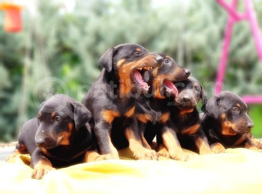 Ki̇ng Doberman Yavru görsel