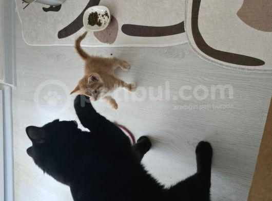 45 Günlük Di̇şi̇ Sarman görsel