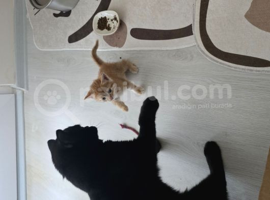 45 Günlük Di̇şi̇ Sarman görsel